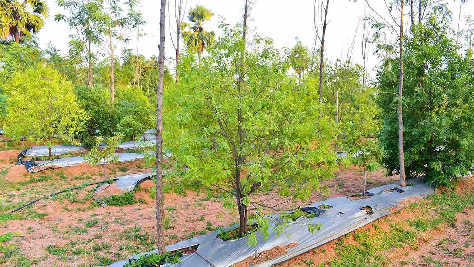 Sandalwood Plantation