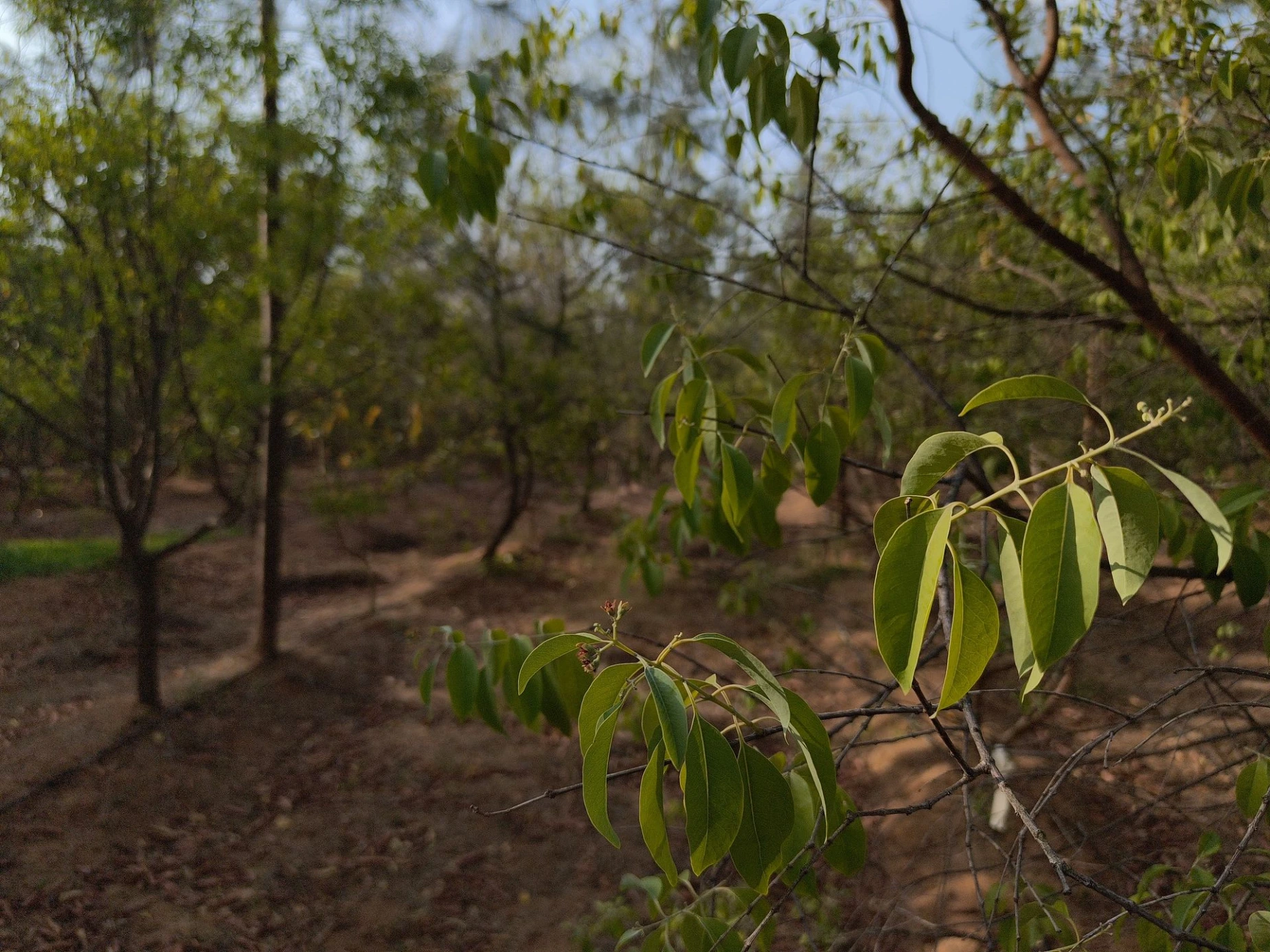 Sandalwood Plantation